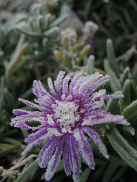 istock frozen violet flower in the field 1138736095
