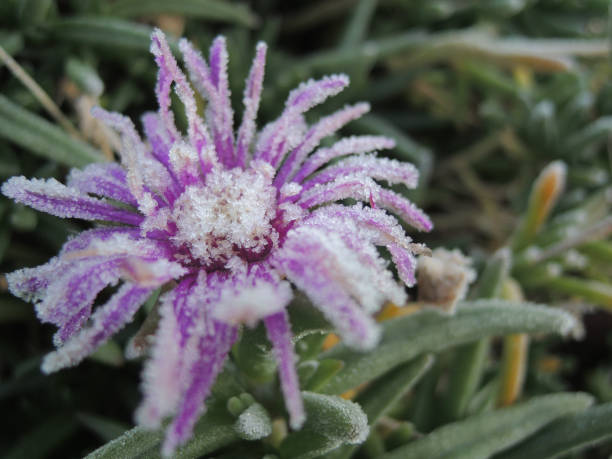 istock frozen violet flower in the field 1138736097