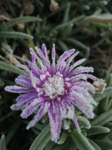 istock frozen violet flower in the field 1138736102