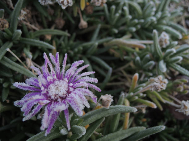 istock frozen violet flower in the field 1138736108