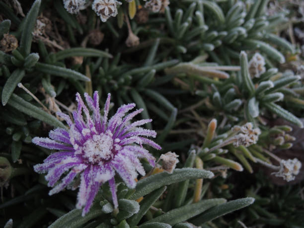 istock frozen violet flower in the field 1138736111