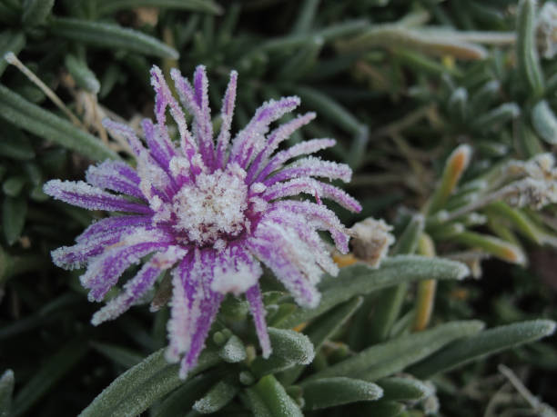 istock frozen violet flower in the field 1138736116