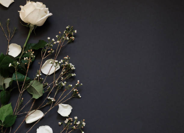 istock White rose and dried flowers on black paper  background whith copy space. Flat lay background. Horisontal banner trend concept. 1138737862