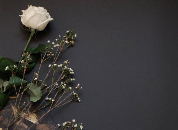 istock White rose and dried flowers black paper  background whith copy space. Flat lay background. Horisontal banner trend concept. 1138737880