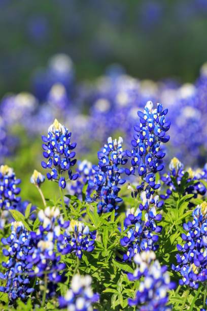 istock Texas Bluebonnet flower on a sunny spring afternoon 1138739376