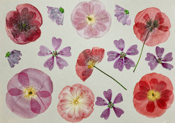 istock Page from old photo album, scrapbooking element. 1138742019
