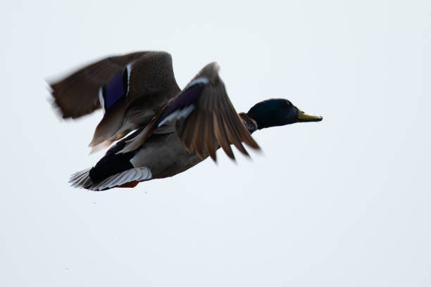 istock Very close view of wild duck flying 1138742956