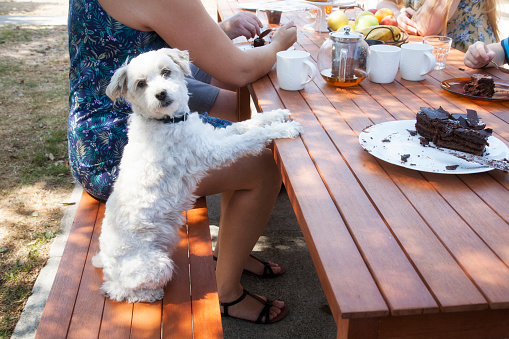 A backyard tea party with dog, Tasmania Australia