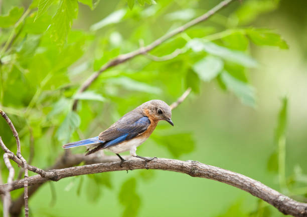 istock Female Bluebird Sitting on a Branch in Nature 1138743843