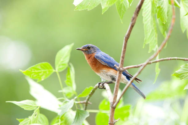 männliche bluebird sitzt auf einer zweigstelle in der natur - young animal nature outdoors branch stock-fotos und bilder