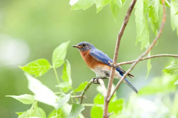 Male Bluebird Sitting on a Branch In Nature