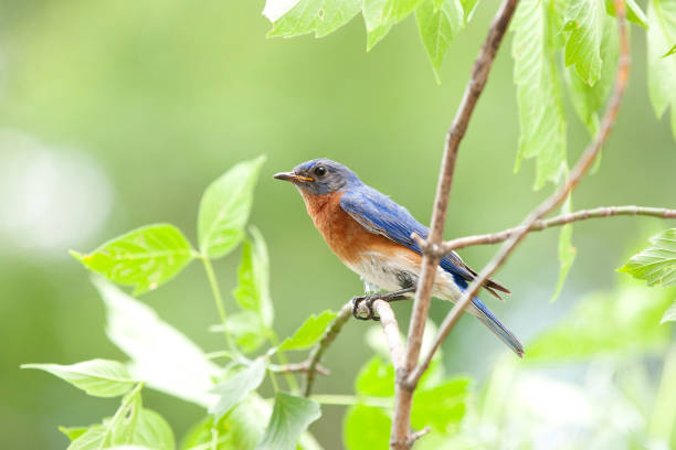 мужская голубая птица сидит на ветке в природе - young bird фотографии стоковые фото и изображения