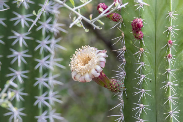 weiße blüten auf cardon kaktus. zweiter kaktus in rückrunde. - sonora state stock-fotos und bilder