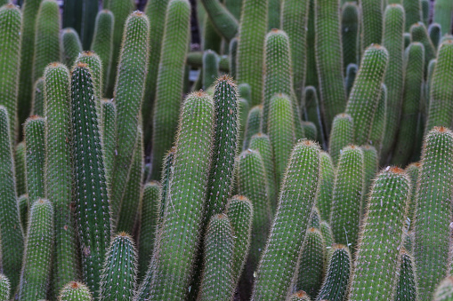 Cluster of Red Torch cactus (echinopsis husascha), growing in Arizona's Sonoran desert.