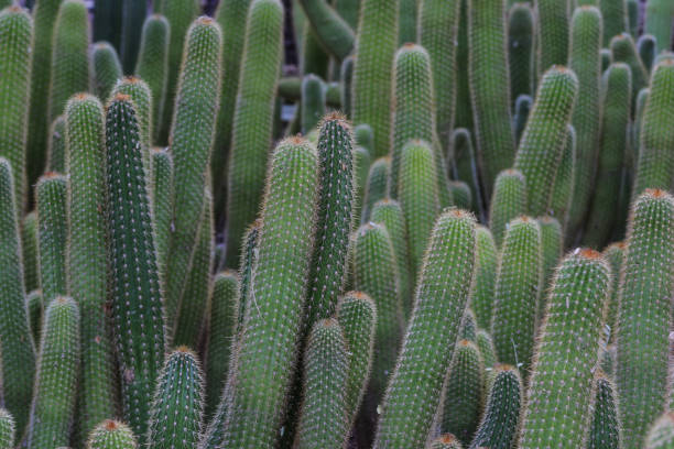 Cluster of Red Torch cactus. Cluster of Red Torch cactus (echinopsis husascha), growing in Arizona's Sonoran desert. cactus plant needle pattern stock pictures, royalty-free photos & images