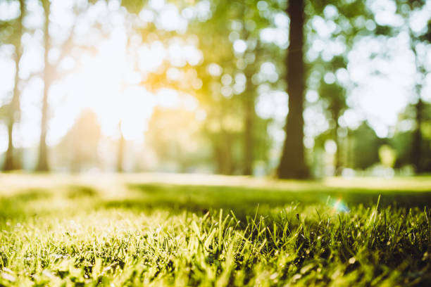 Spring sunsets in the park Spring sunsets in the park. Focus on grass in the foreground sunny day stock pictures, royalty-free photos & images