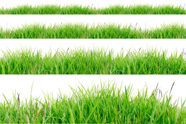 istock Green Grass Border isolated on white background. 1138749595