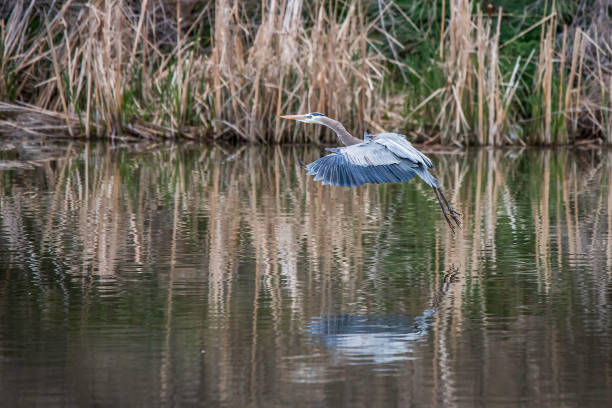 istock Great Blue Heron looking for fish in small lake 1138756498