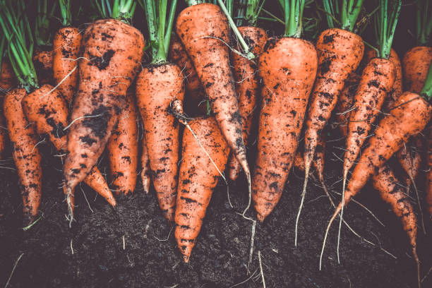 cosecha fresca casera de zanahorias de jardín de naranja - carrot fotografías e imágenes de stock