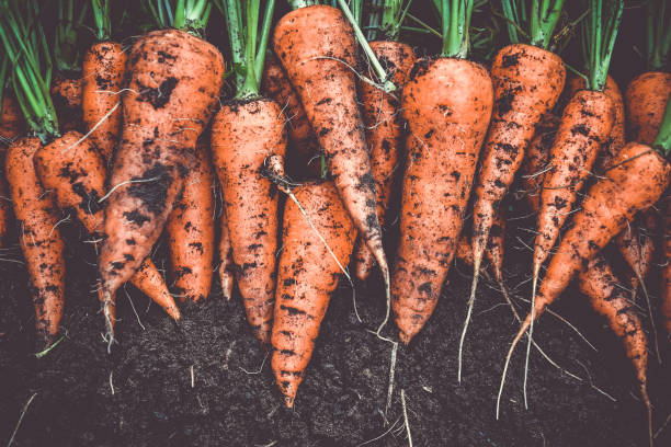 raccolta fresca fatta in casa di carote da giardino arancione - carrot foto e immagini stock