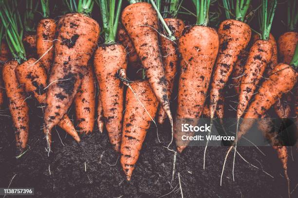 Homegrown Fresh Harvest Of Orange Garden Carrots Stock Photo - Download Image Now - Carrot, Vegetable, Vegetable Garden