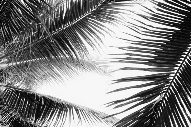 istock Coconut palm tree foliage under sky. Vintage background. Black and white 1138759968