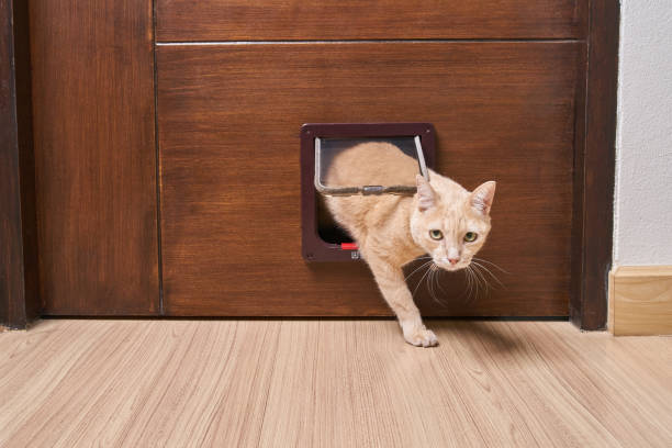 istock Yellow cat is walking through the cat flap door 1138759989