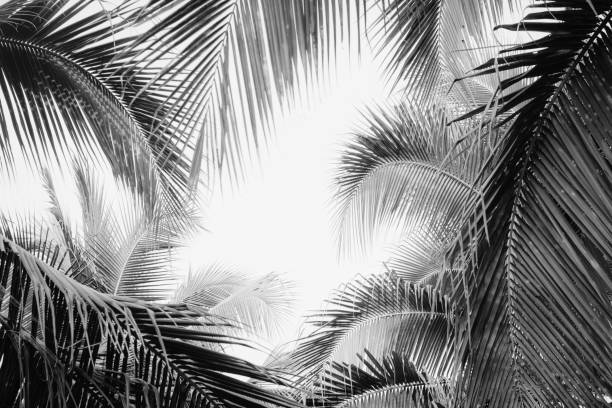 istock Coconut palm tree foliage under sky. Vintage background. Black and white 1138759990