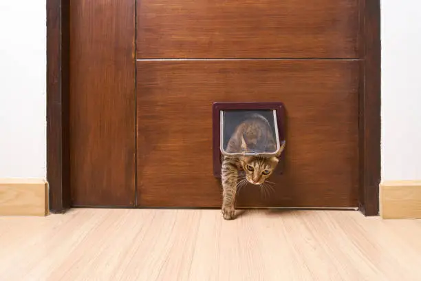 Cat is walking through the cat flap door