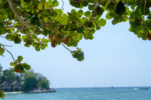 istock green leaves and the beach 1138761074