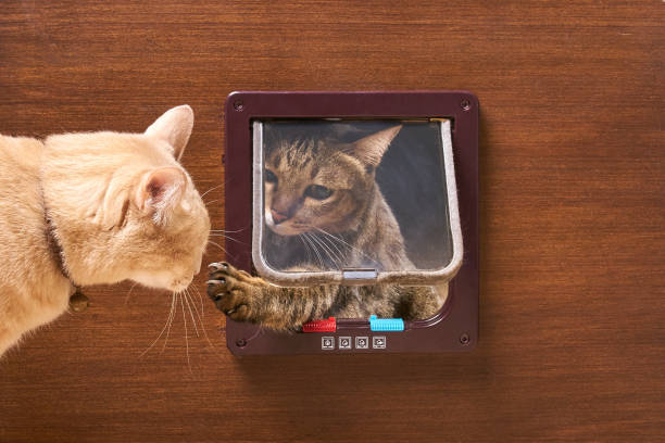 istock Cat is walking through the cat flap door 1138761134