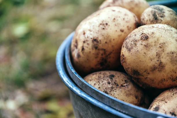 homegrown fresh harvest of garden potatoes - environment homegrown produce canada north america imagens e fotografias de stock