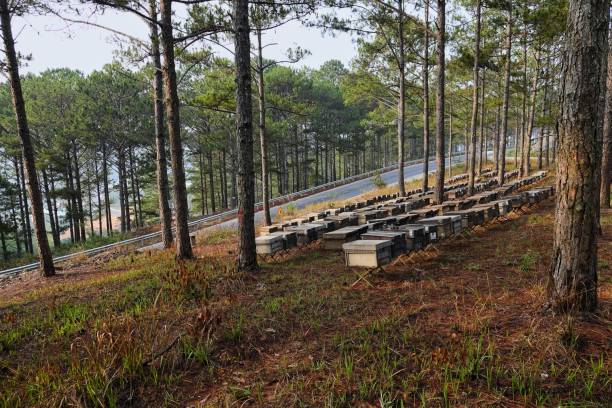 istock honey collecting in dalat 1138763112