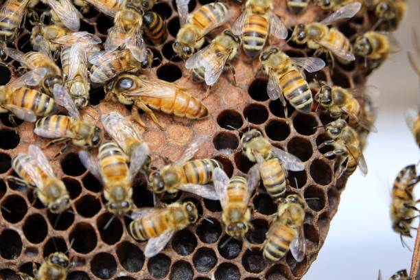 honey collecting in dalat stock photo