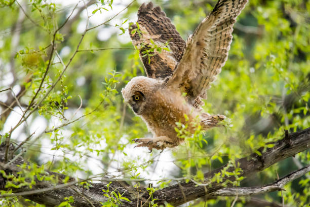 istock Great Horned owlet fledging 1138763305