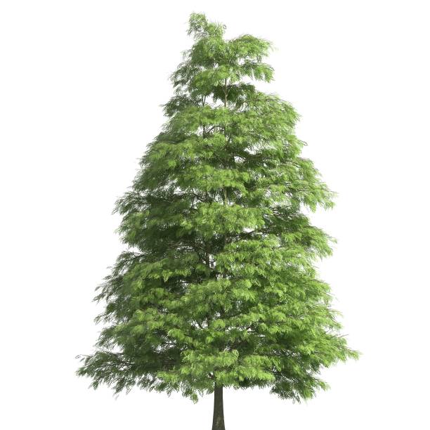 istock Tree 3d illustration isolated on the white background 1138763881