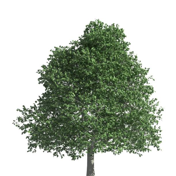 istock Tree 3d illustration isolated on the white background 1138763916