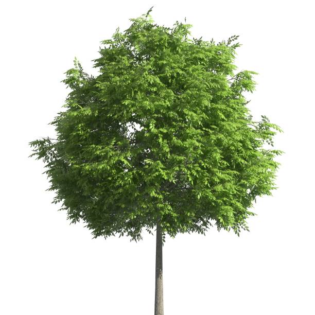 istock Tree 3d illustration isolated on the white background 1138763917