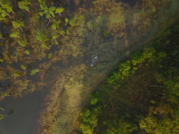 aerial view of a green swamp stock photo