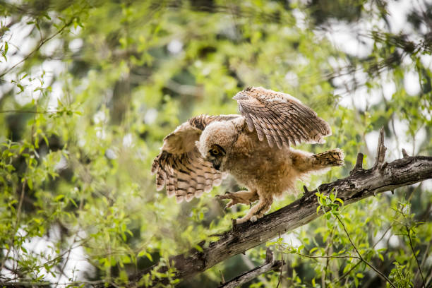 istock Great Horned owlet fledging 1138764174