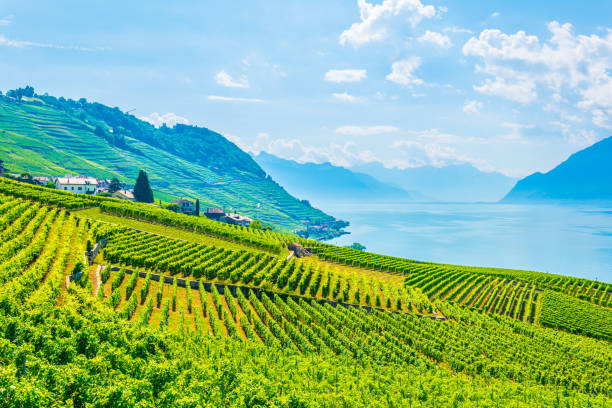 la región vinícola de lavaux, cerca de lausana, suiza - geneva canton fotografías e imágenes de stock