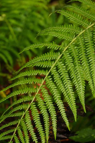istock close up of green fern 1138765203
