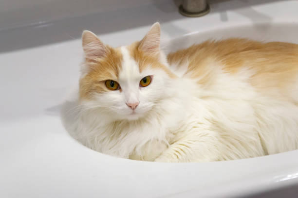 istock Beige white cat lies in a white washbasin 1138765985