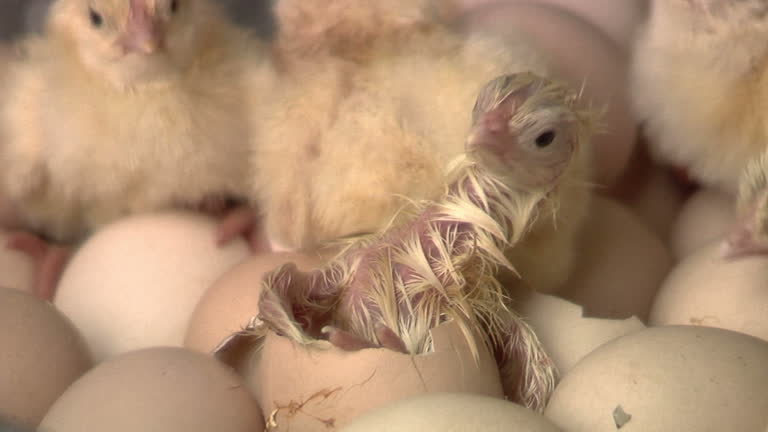 Baby Chicken Borning