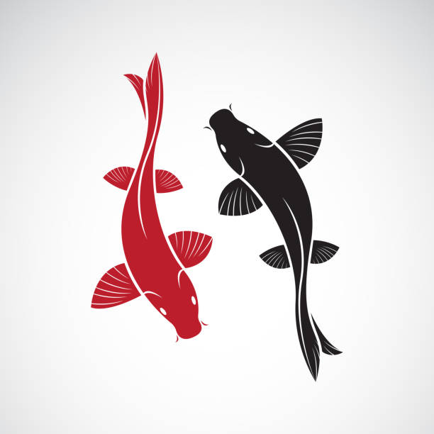 ilustrações de stock, clip art, desenhos animados e ícones de vector of carp koi fish isolated on white background. pet animal. easy editable layered vector illustration. - carpa espelho