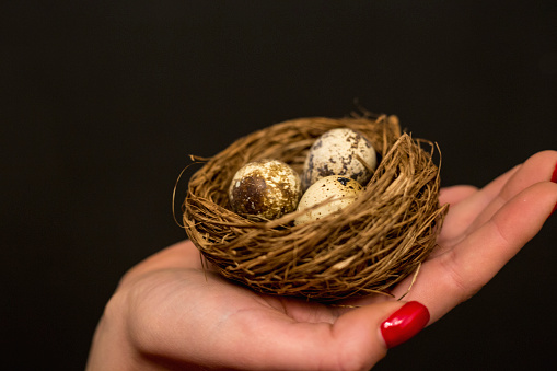 Nest with three eggs sitting in someone's hand.