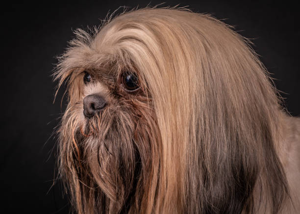 istock Portaits of Dogs 1138768144