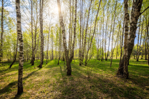 istock Birch forest with young leaves in spring. 1138770330