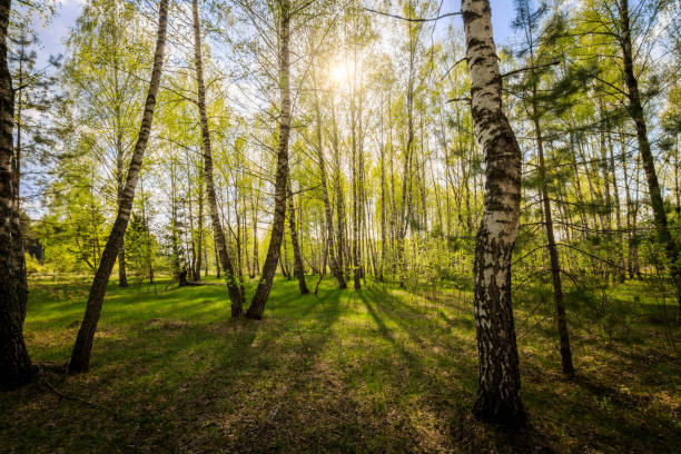 istock Birch forest with young leaves in spring. 1138770333