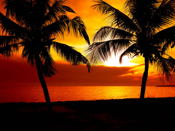 istock Beautiful silhouette coconut palm trees by the sea 1138772367